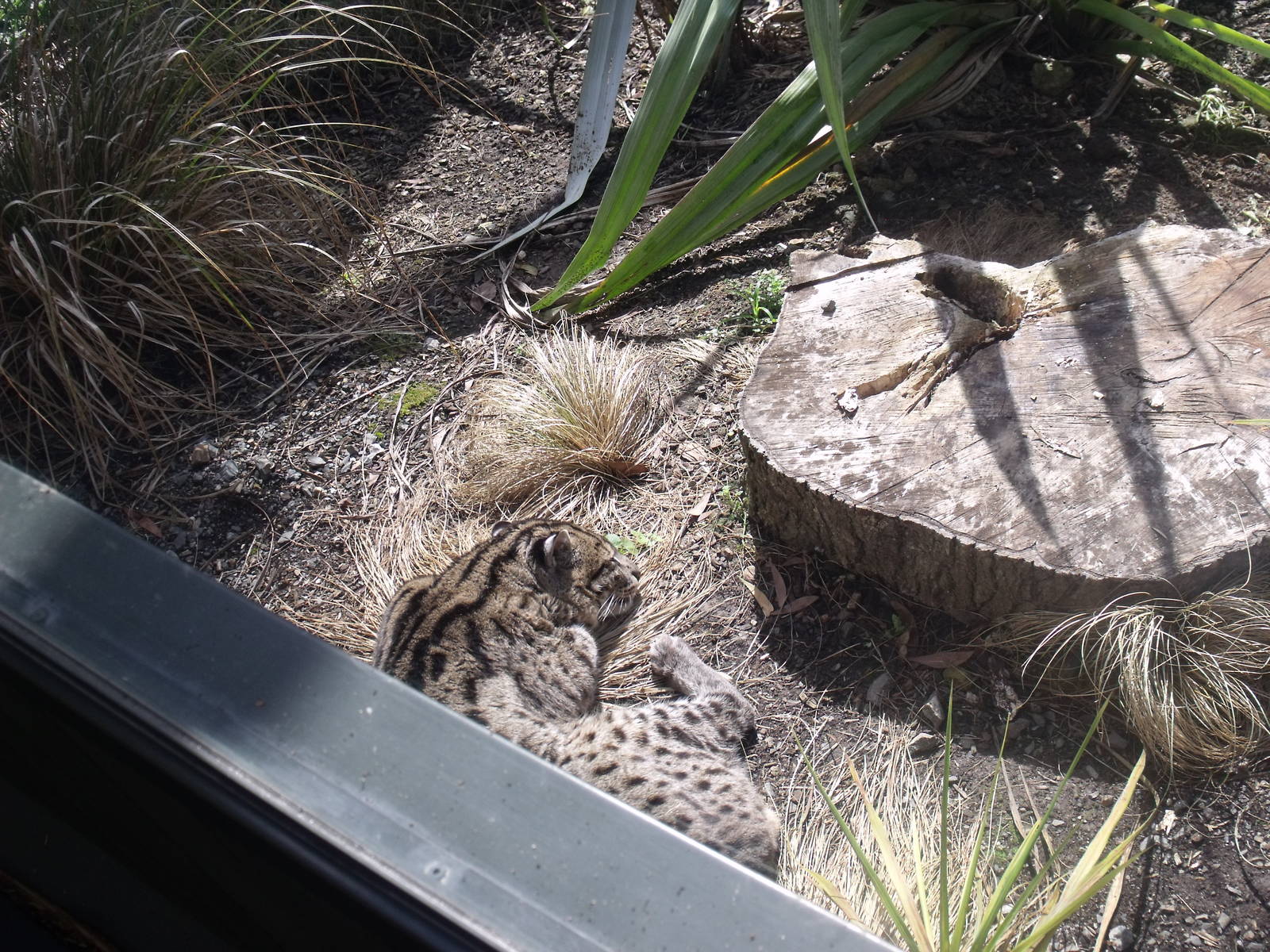 Hamilton Zoo Fishing cat