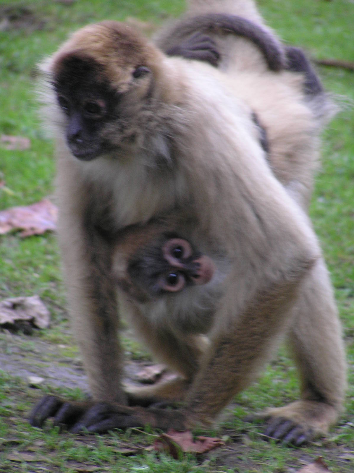 Hamilton zoo - New Zealand
