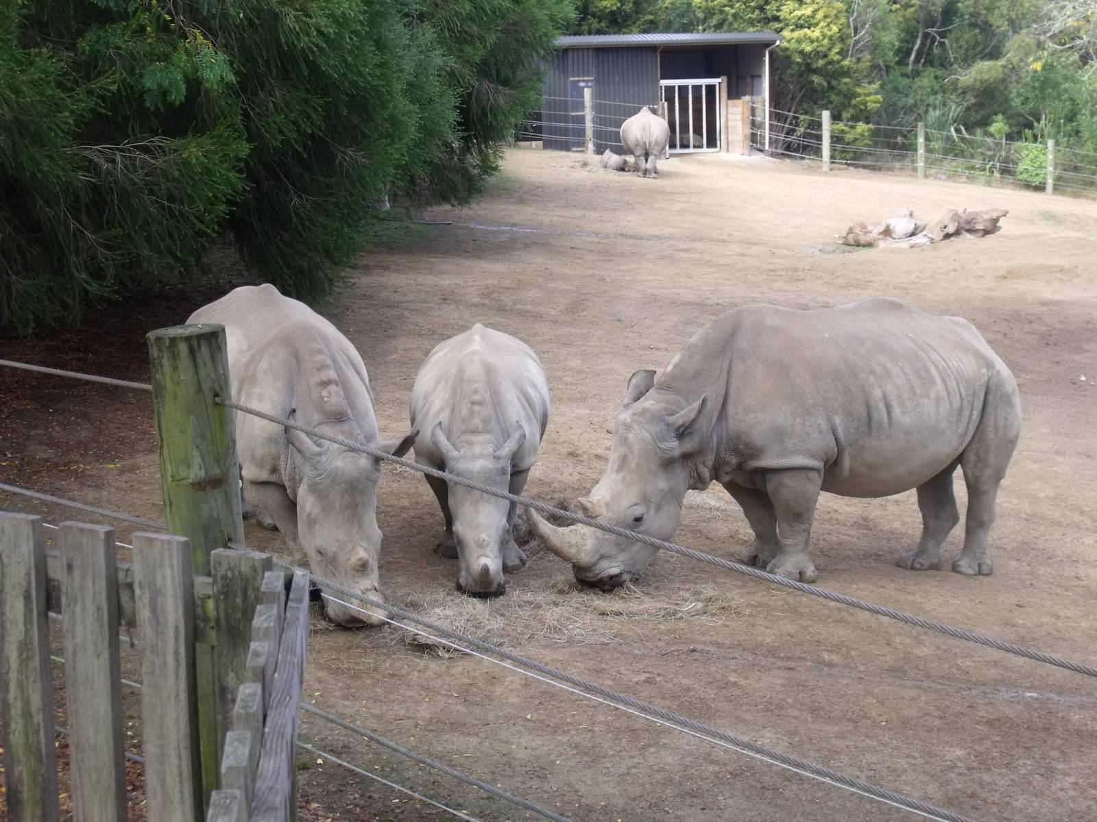 Hamilton Zoo White Rhino