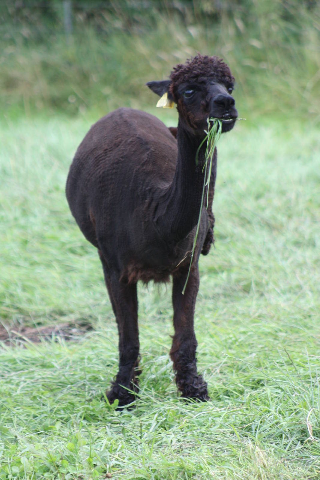 Hamish, 21st August 2014