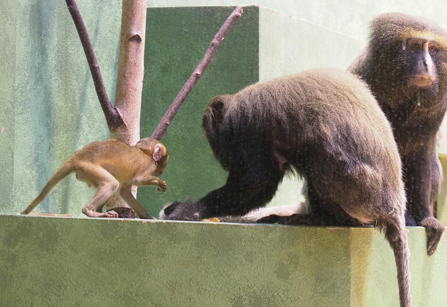 Hamlyn(s monkeys (Cercopithecus hamlyni), 2022-03-16