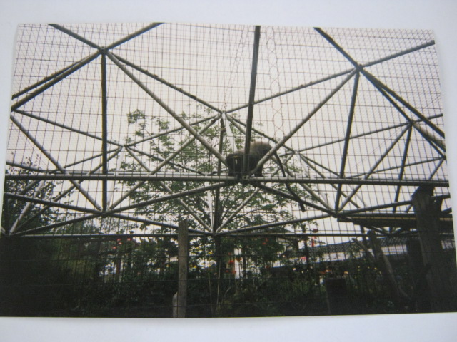 Hamlyn`s Owl-faced Monkey London Zoo June 1990.