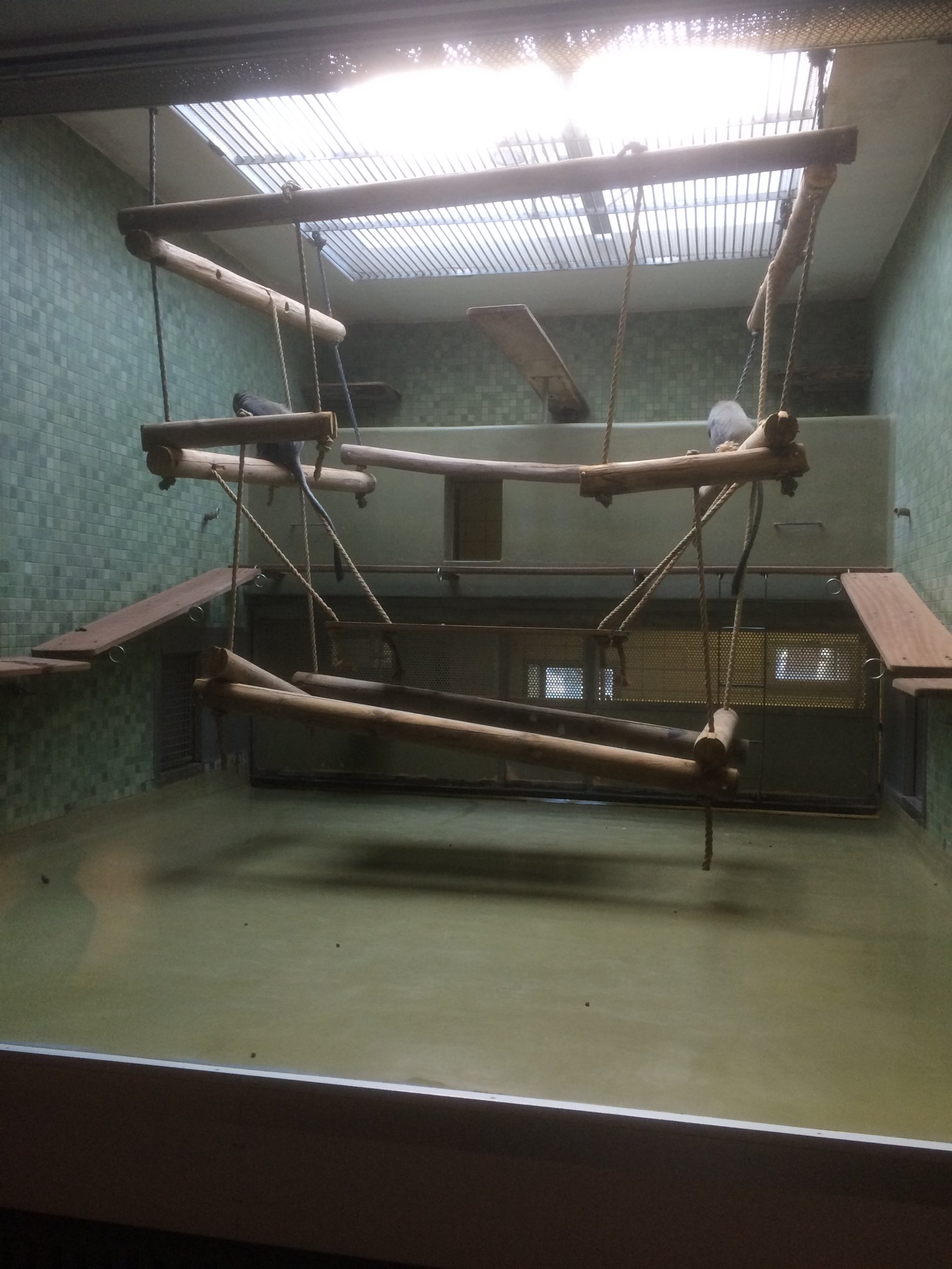 Hamlyn's guenon exhibit