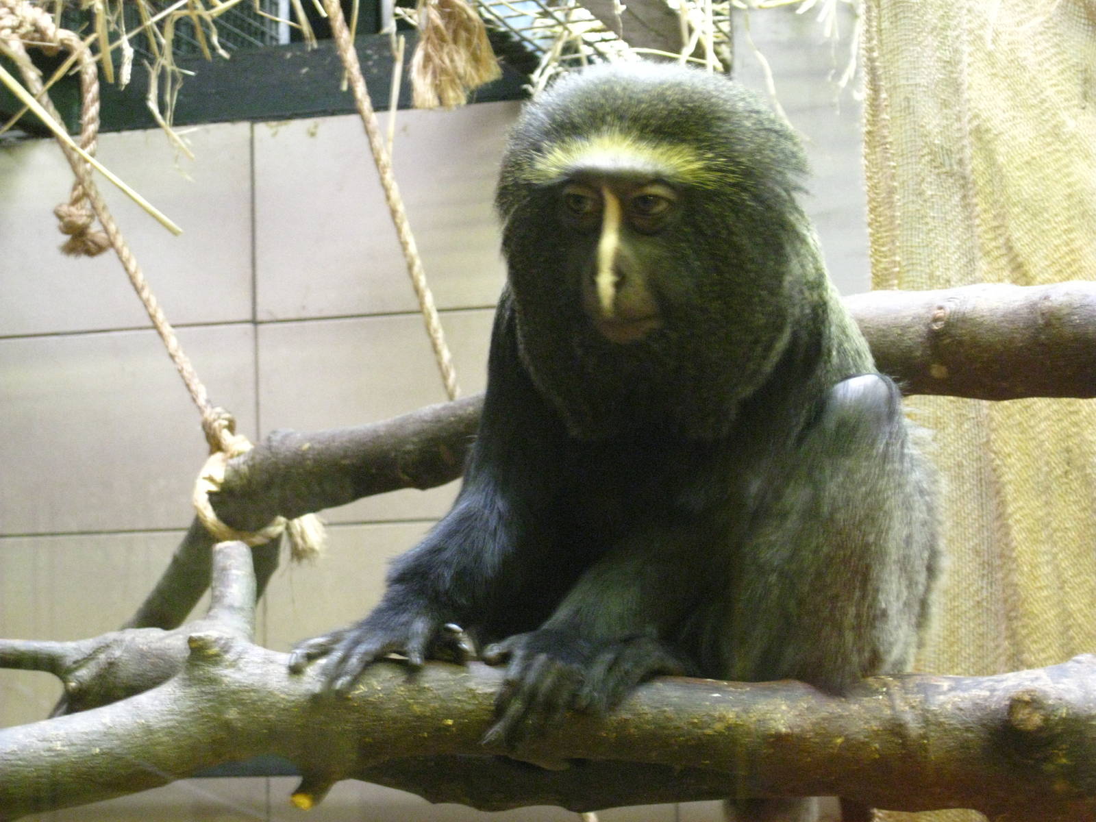 Hamlyn's Guenon