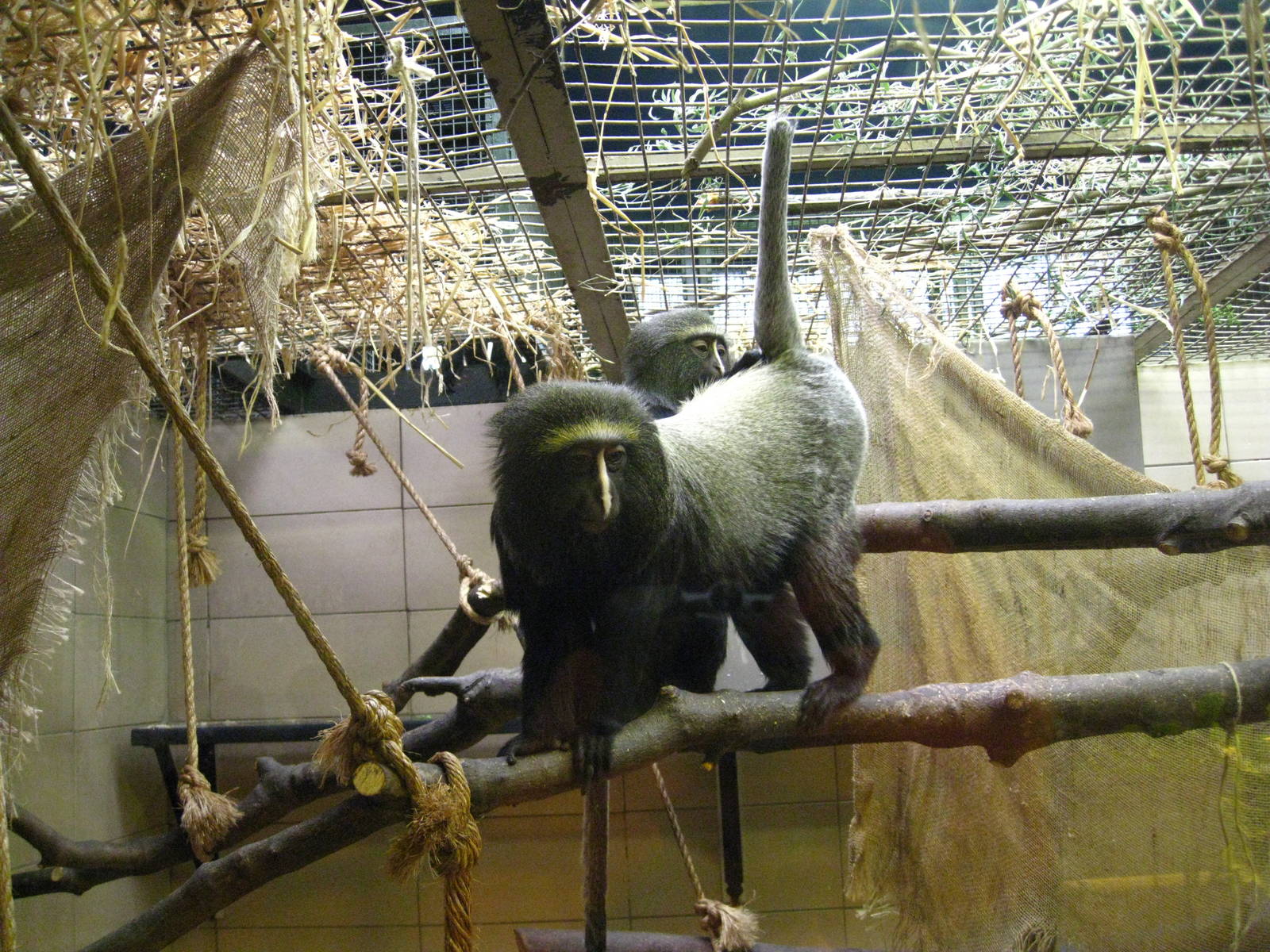 Hamlyn's Guenon