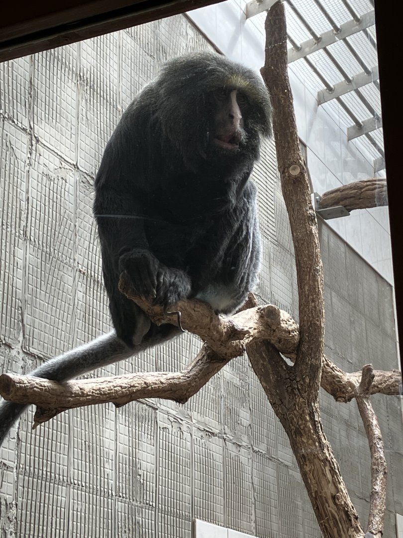 Hamlyn’s monkey-09/2023