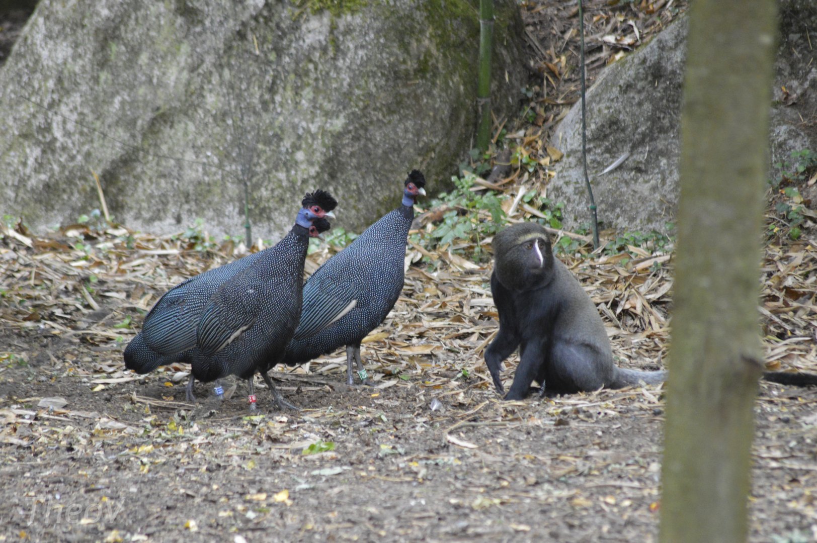 Hamlyn's monkey and crested guineafowls - Sanctuaire des okapis [2020]