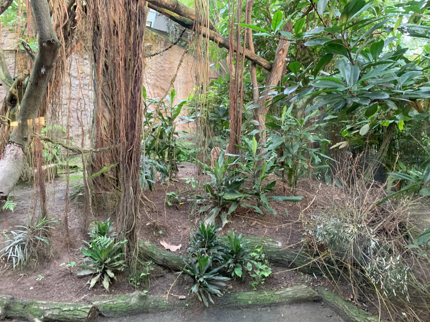 Hamlyn's Monkey and Kirk's Dik-dik enclosure - Gondwanaland