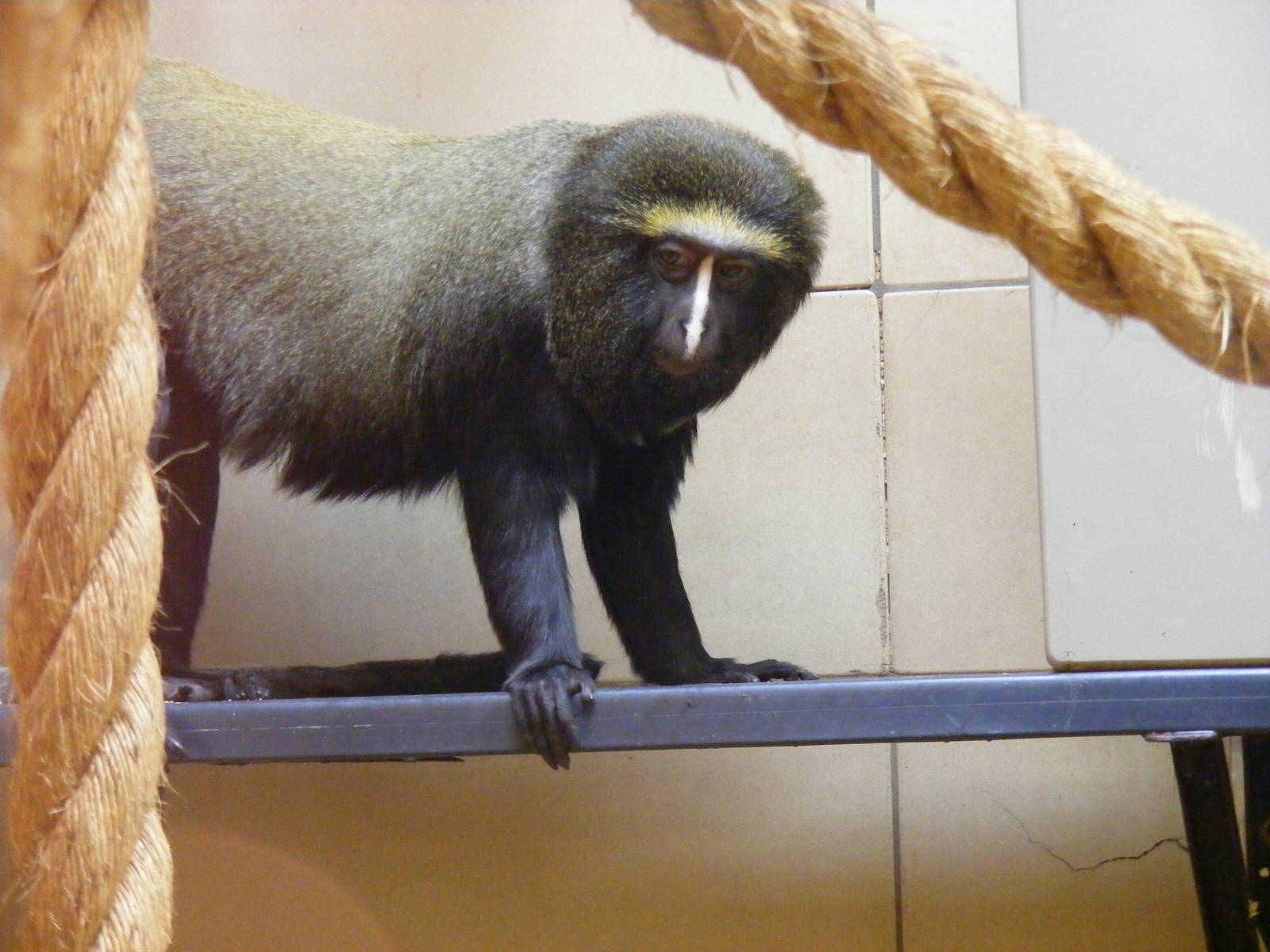 Hamlyn's monkey at Edinburgh Zoo, 21 May 2010