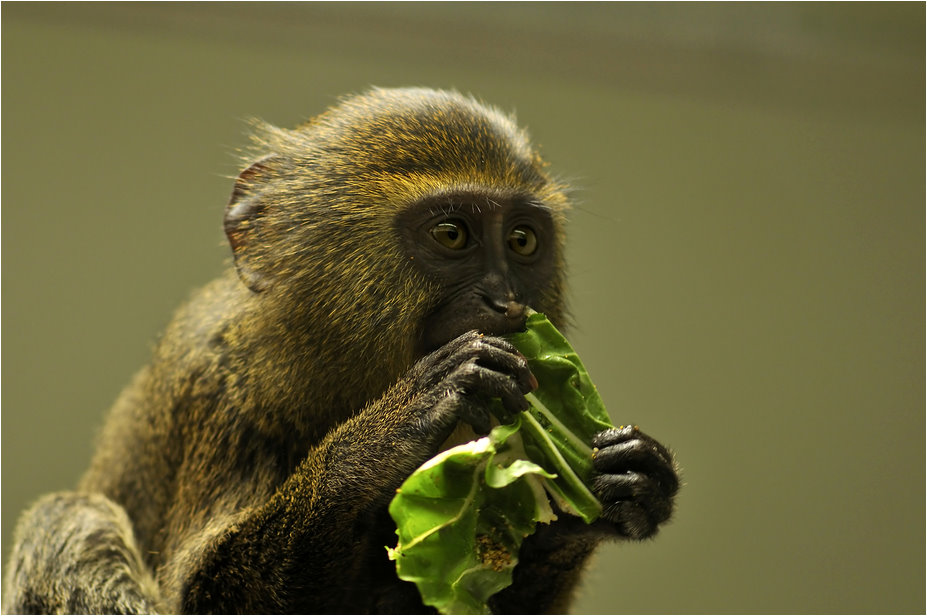 Hamlyn's monkey at Mulhouse zoo