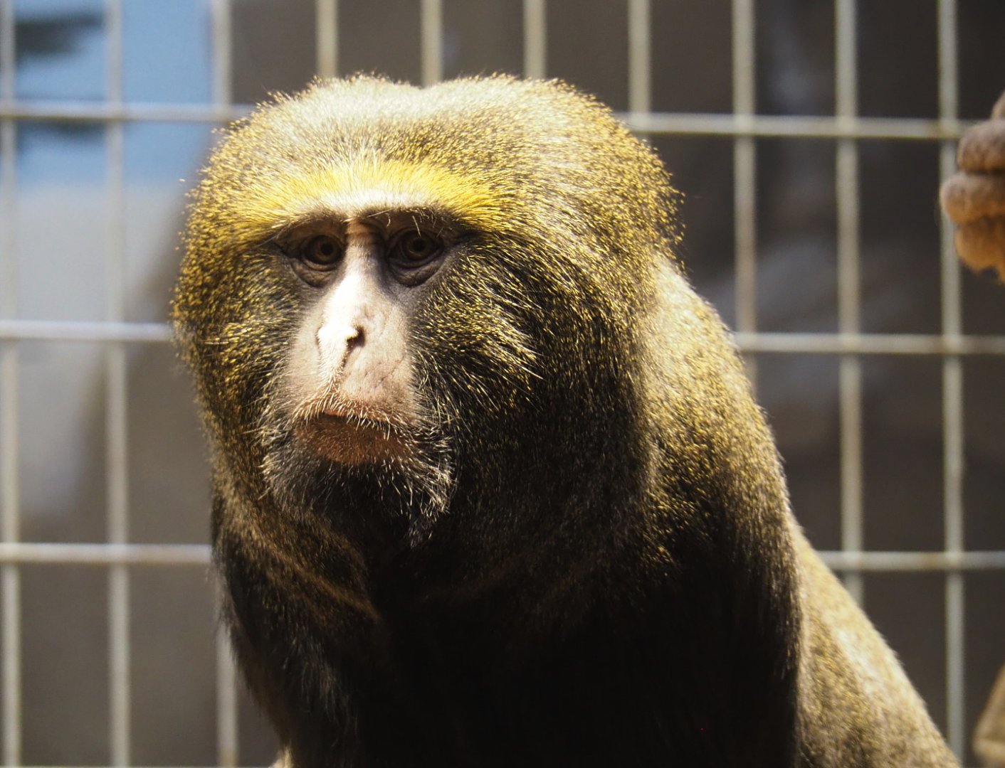 Hamlyn's monkey (Cercopithecus hamlyni), 2021-06-12