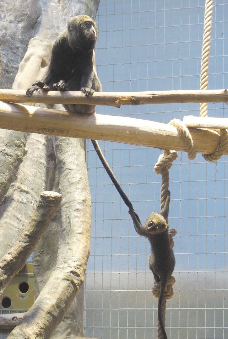 Hamlyn's monkey (Cercopithecus hamlyni), 2021-06-12