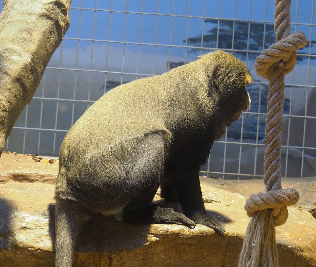 Hamlyn's monkey (Cercopithecus hamlyni), 2022-08-16