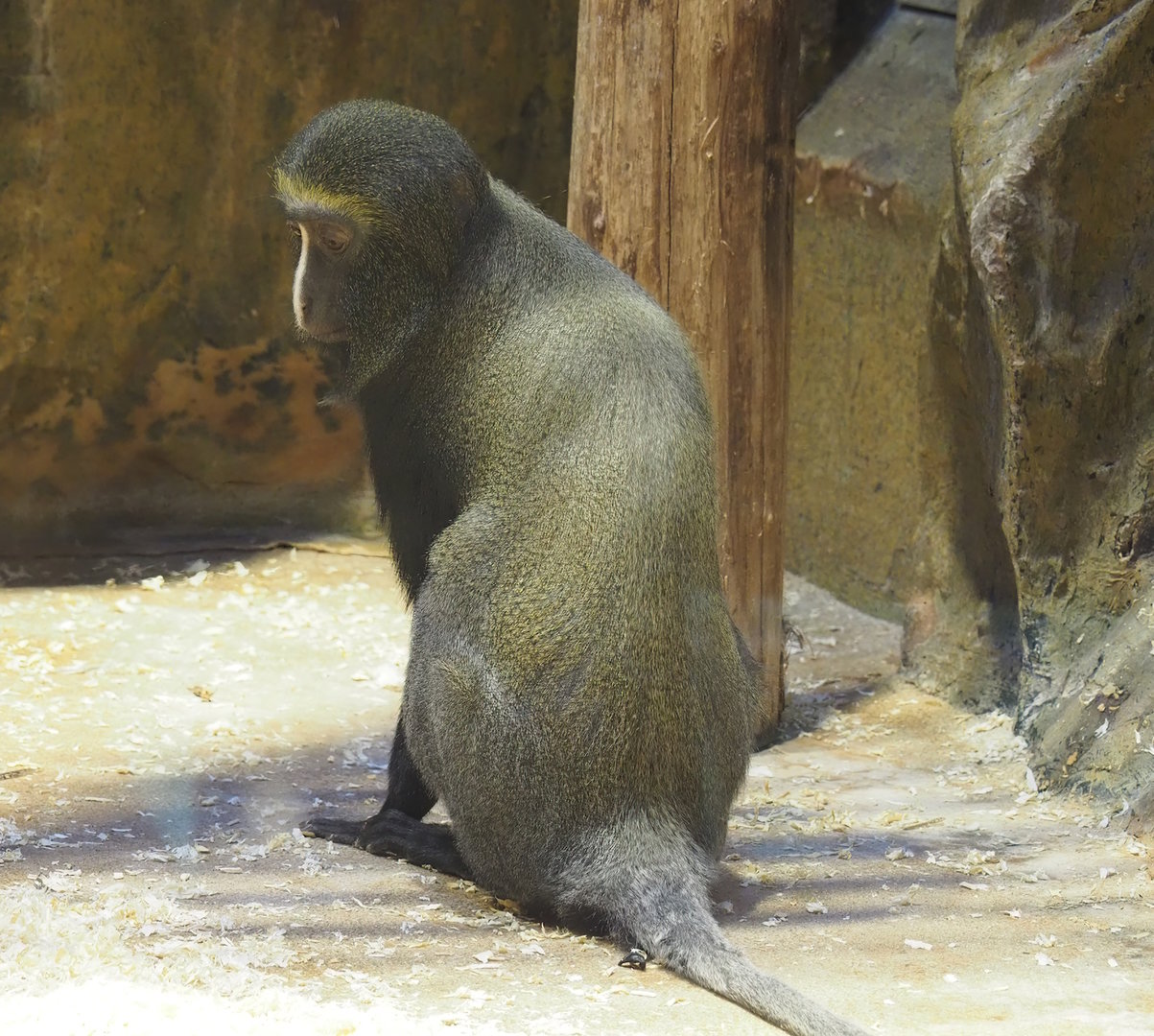 Hamlyn's monkey (Cercopithecus hamlyni), 2022-09-04