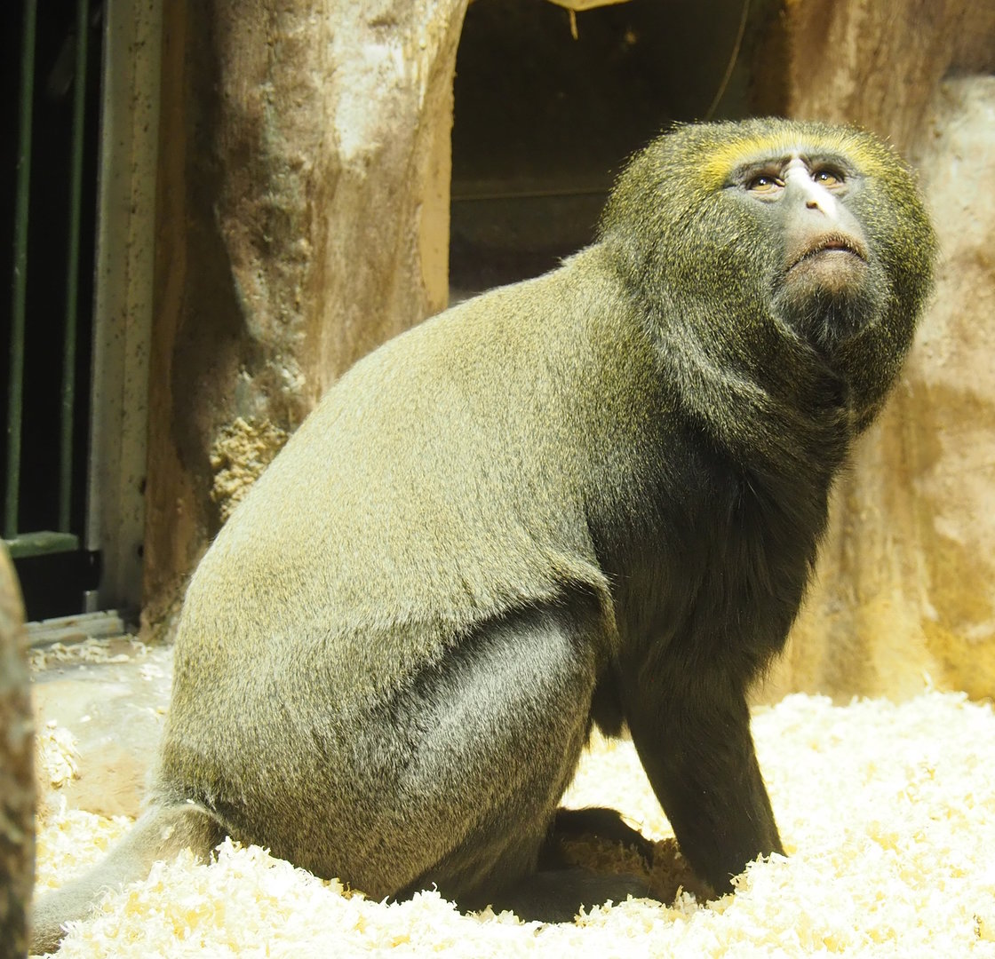 Hamlyn's monkey (Cercopithecus hamlyni), 2022-10-29