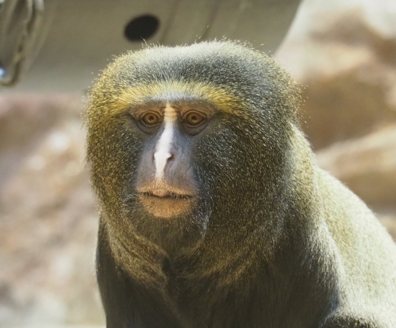 Hamlyn's monkey (Cercopithecus hamlyni), 2023-07-02