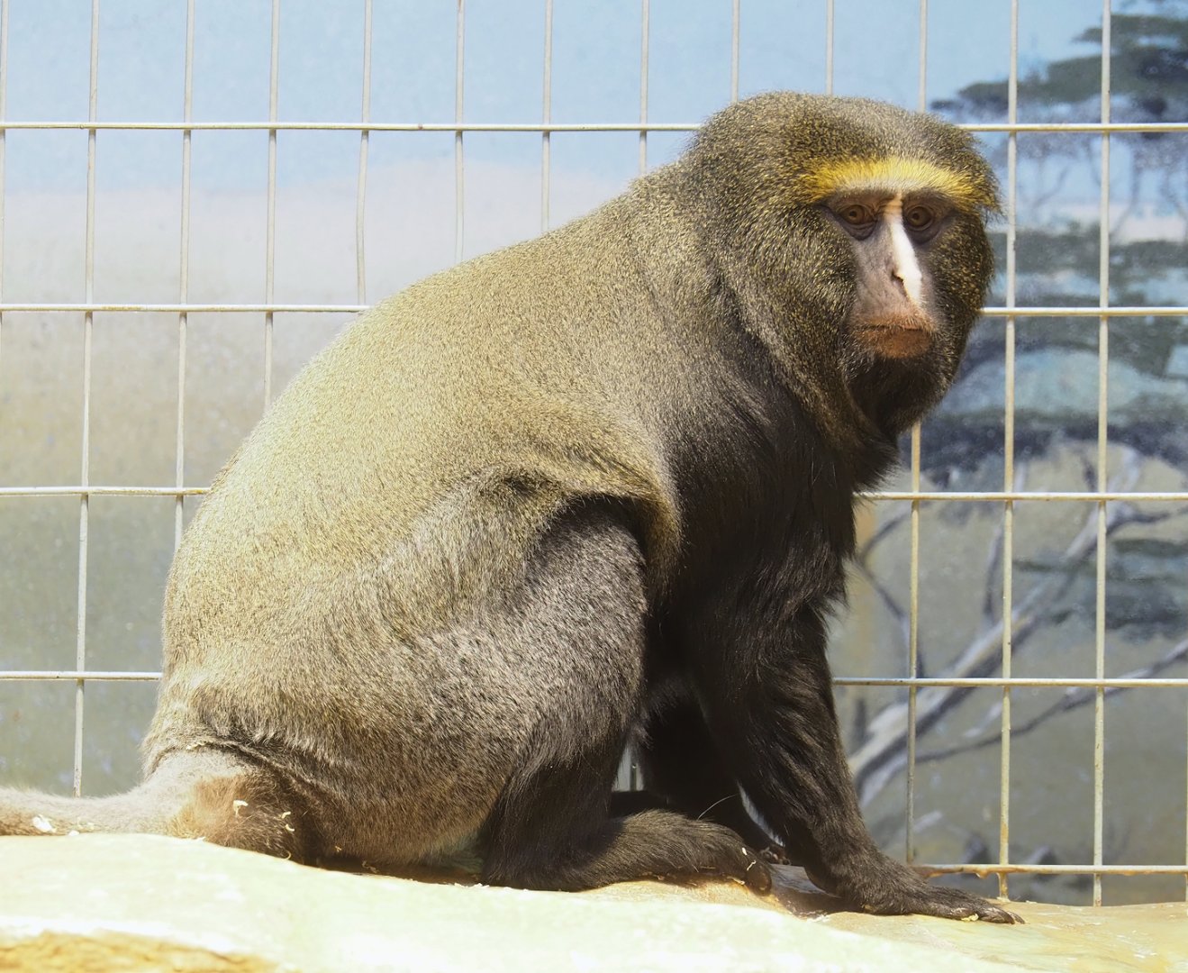 Hamlyn's monkey (Cercopithecus hamlyni), 2023-07-22