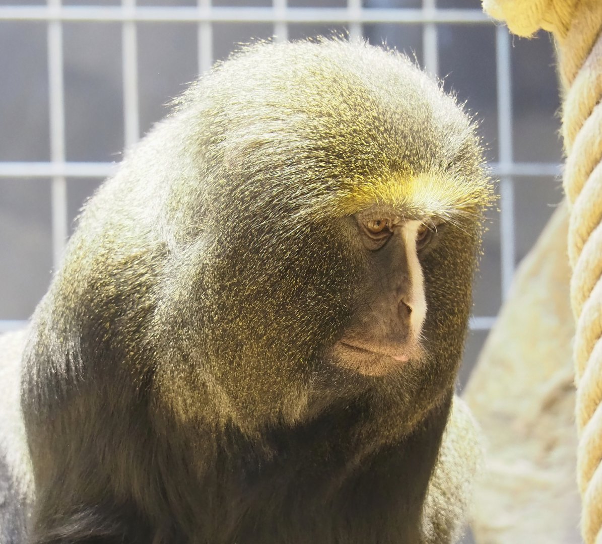 Hamlyn's monkey (Cercopithecus hamlyni), 2023-07-22