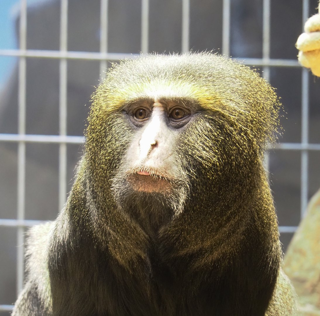 Hamlyn's monkey (Cercopithecus hamlyni), 2023-07-22
