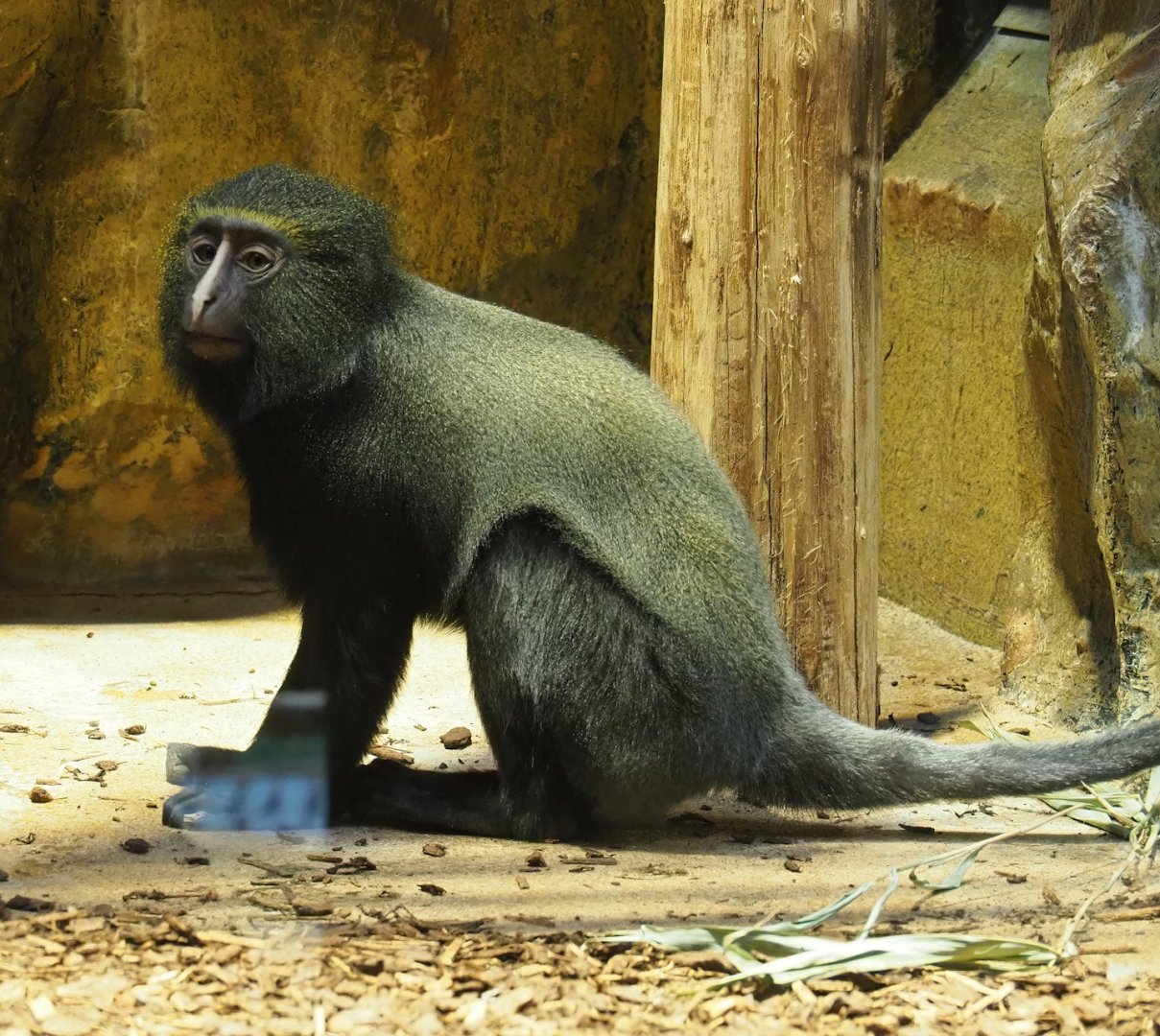 Hamlyn's monkey (Cercopithecus hamlyni), 2024-02-17