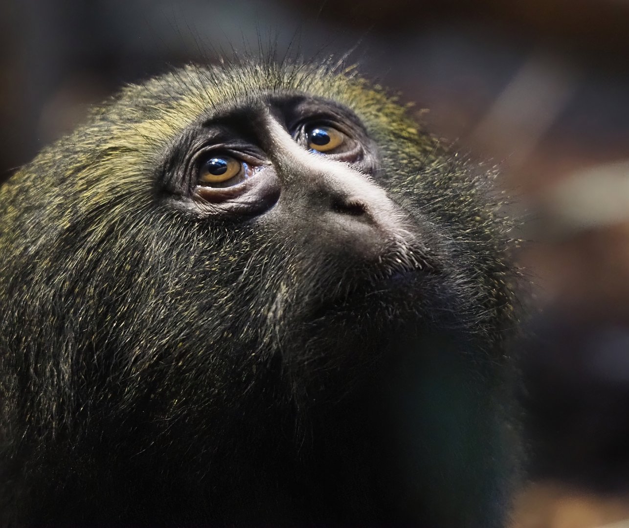 Hamlyn's monkey (Cercopithecus hamlyni), 2024-03-09