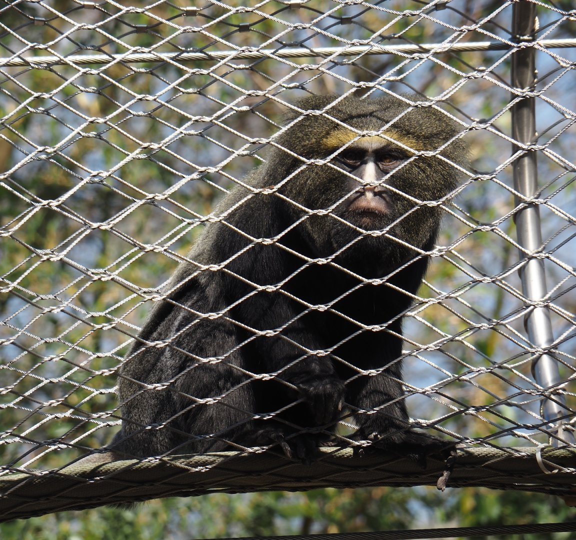 Hamlyn's monkey (Cercopithecus hamlyni), 2025-03-16