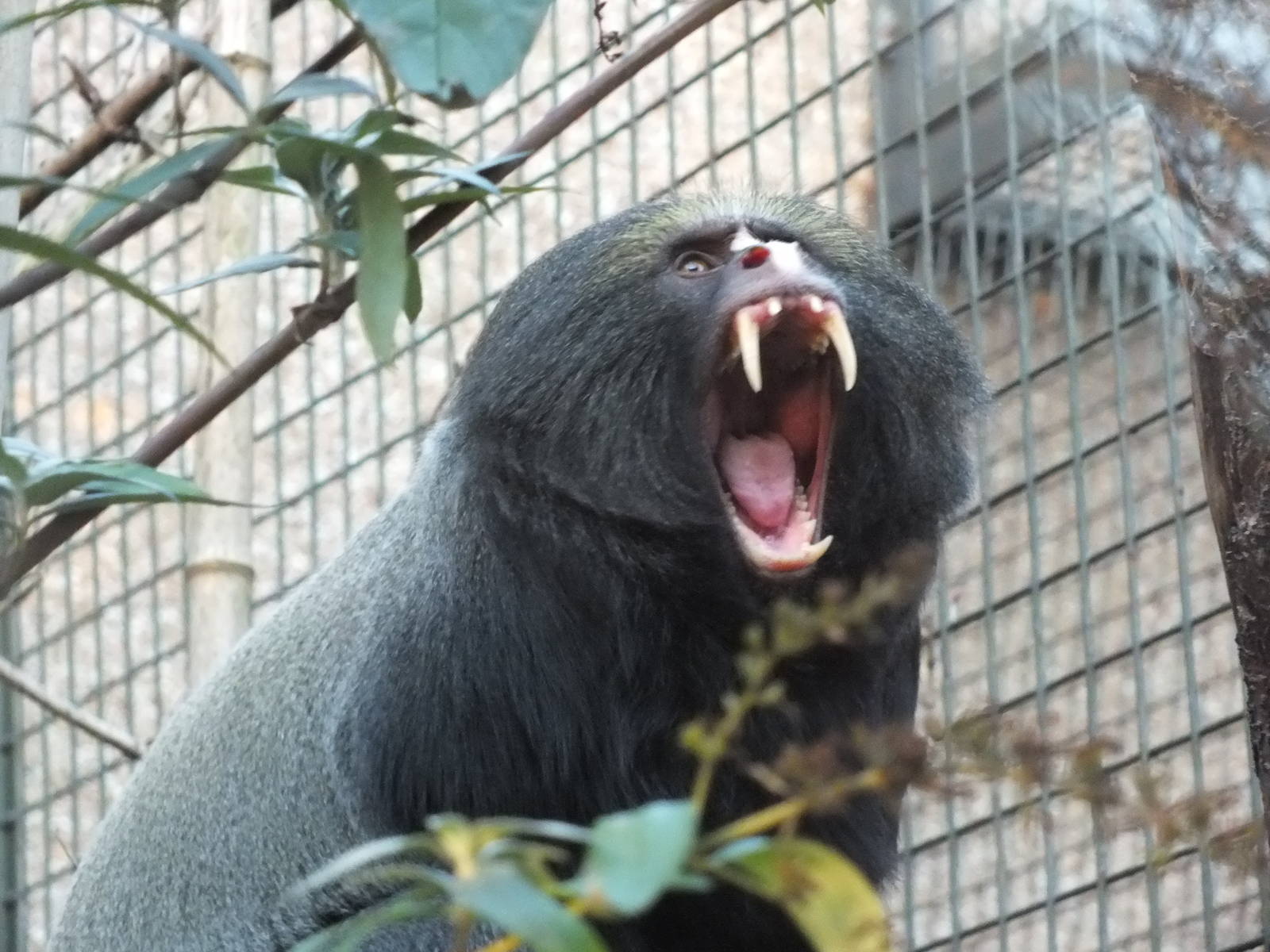 Hamlyn's Monkey (Cercopithecus hamlyni) at Edinburgh Zoo - 9th January 2012