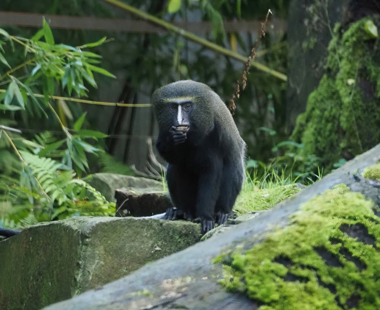 Hamlyn's monkey (Cercopithecus hamlyni) in gorilla outdoor exhibit, 2024-09-29