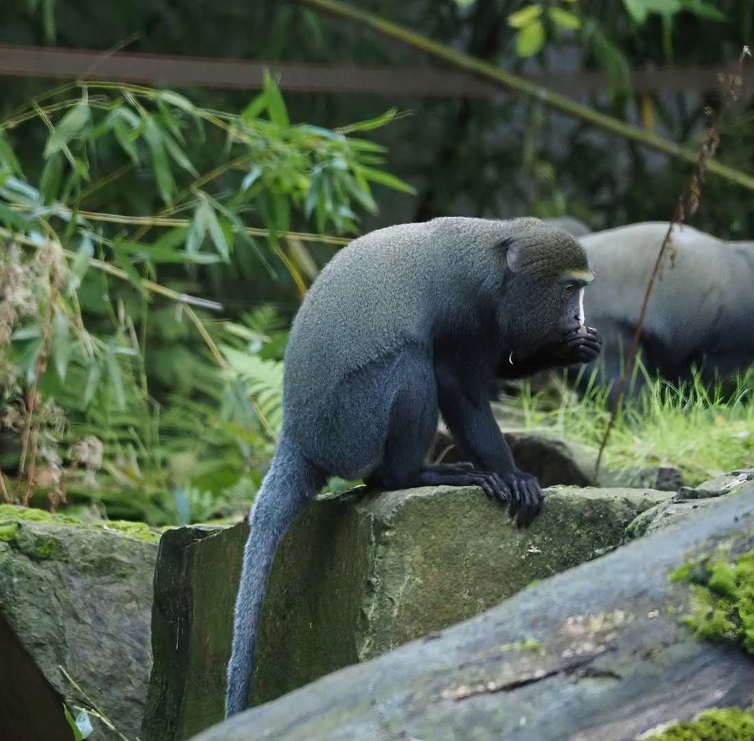 Hamlyn's monkey (Cercopithecus hamlyni) in gorilla outdoor exhibit, 2024-09-29