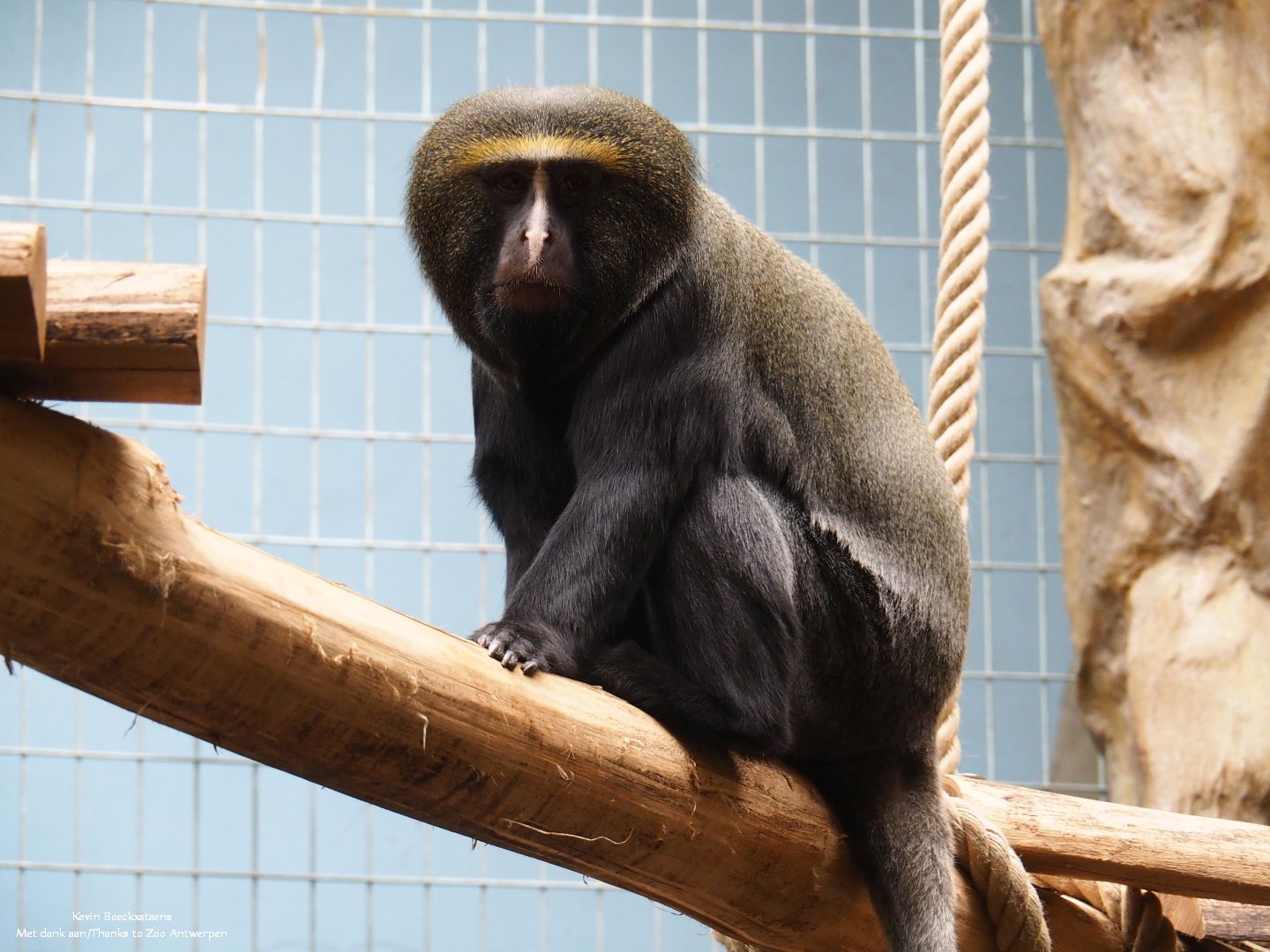 Hamlyn's monkey (Cercopithecus hamlyni)