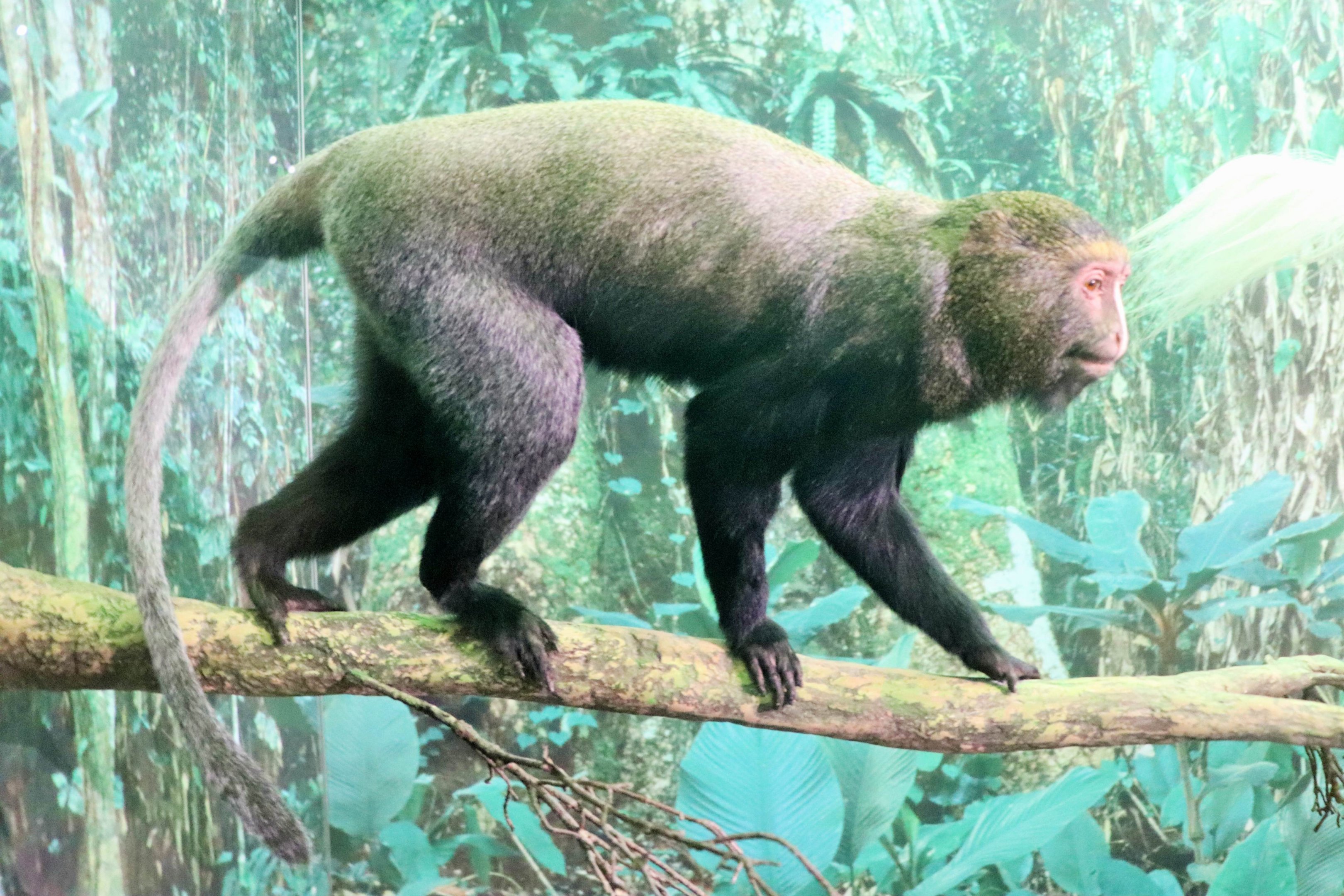 Hamlyn's Monkey (Cercopithecus hamlyni)