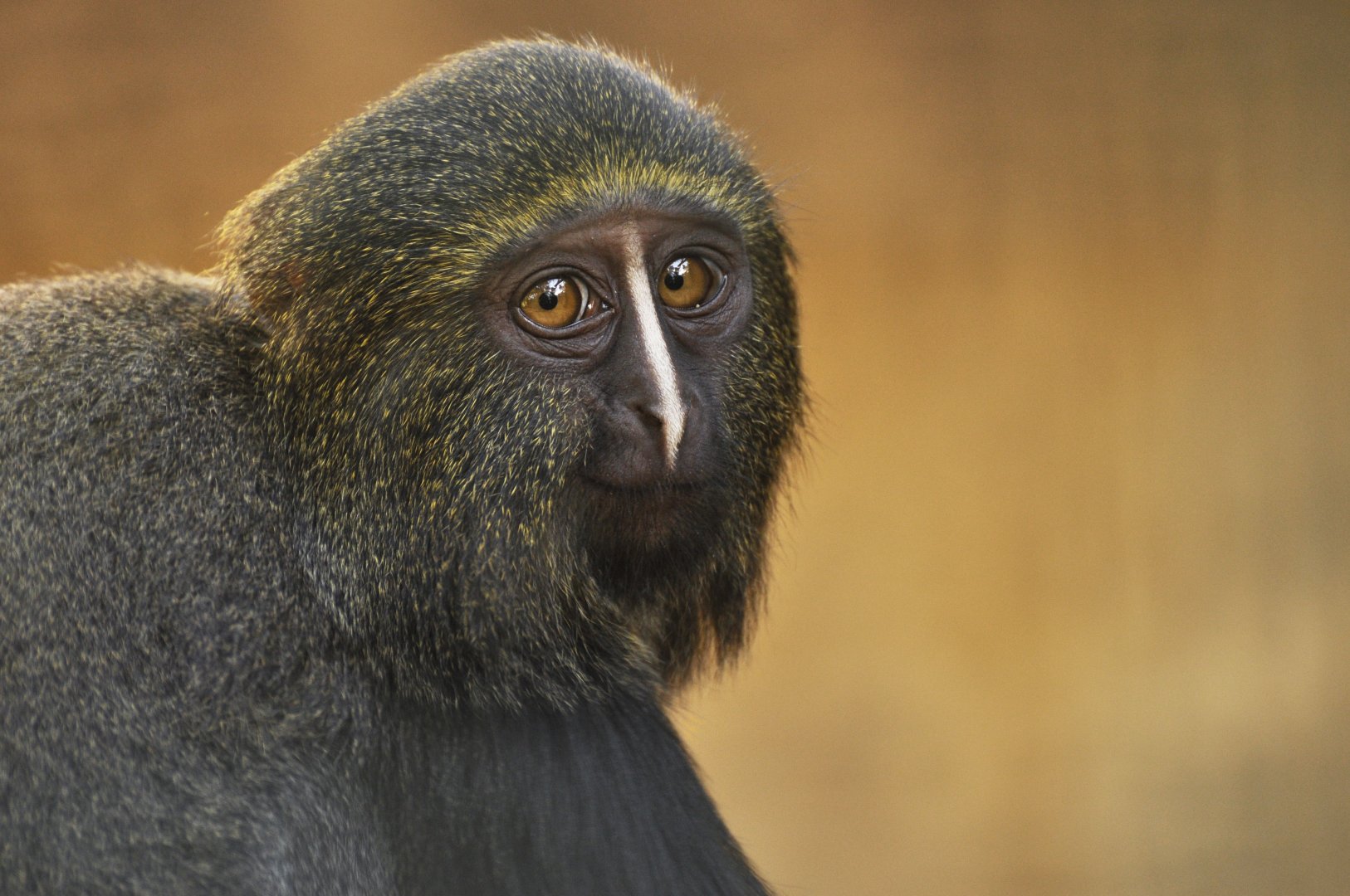 Hamlyn's monkey (Cercopithecus hamlyni)