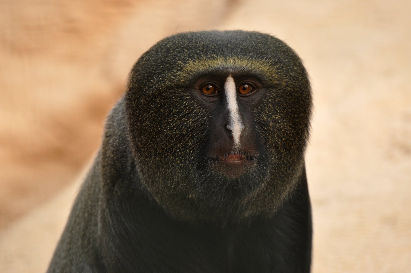 Hamlyn's monkey (Cercopithecus hamlyni)
