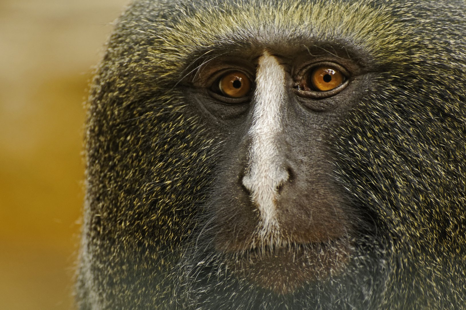 Hamlyn's monkey (Cercopithecus hamlyni)