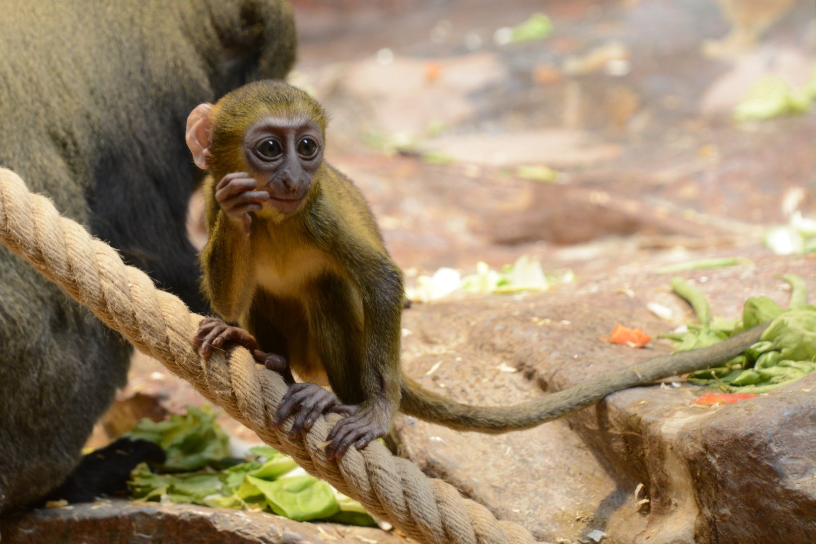 Hamlyn's monkey (Cercopithecus hamlyni)