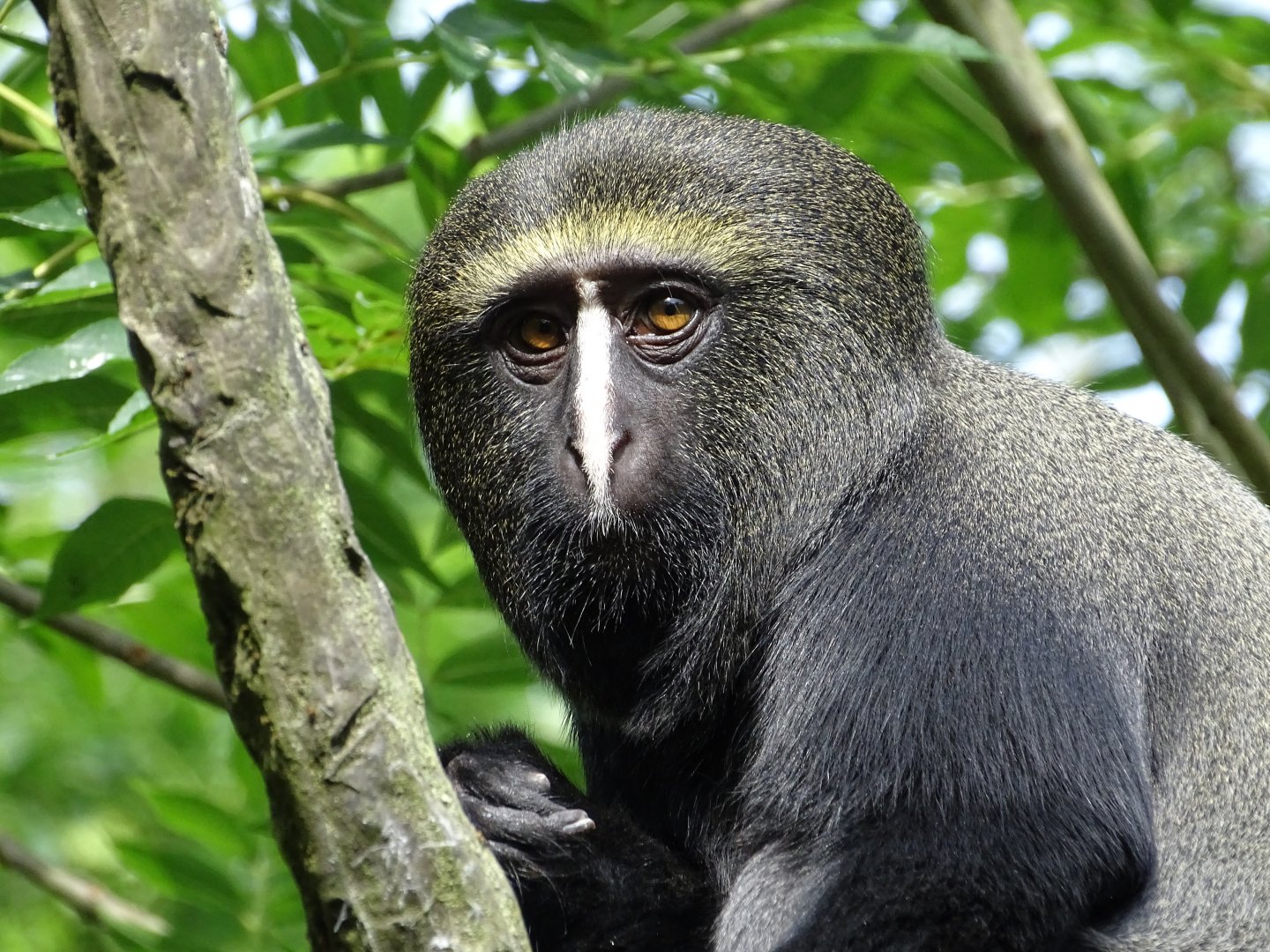 Hamlyn's monkey (Cercopithecus hamlyni)