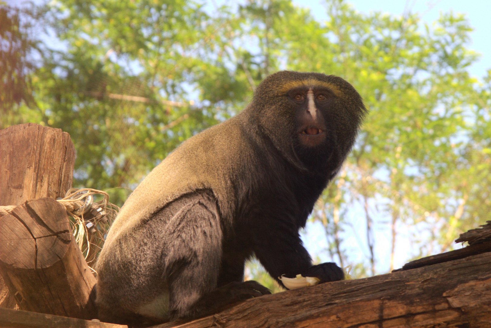 Hamlyn's Monkey (Cercopithecus hamlyni)