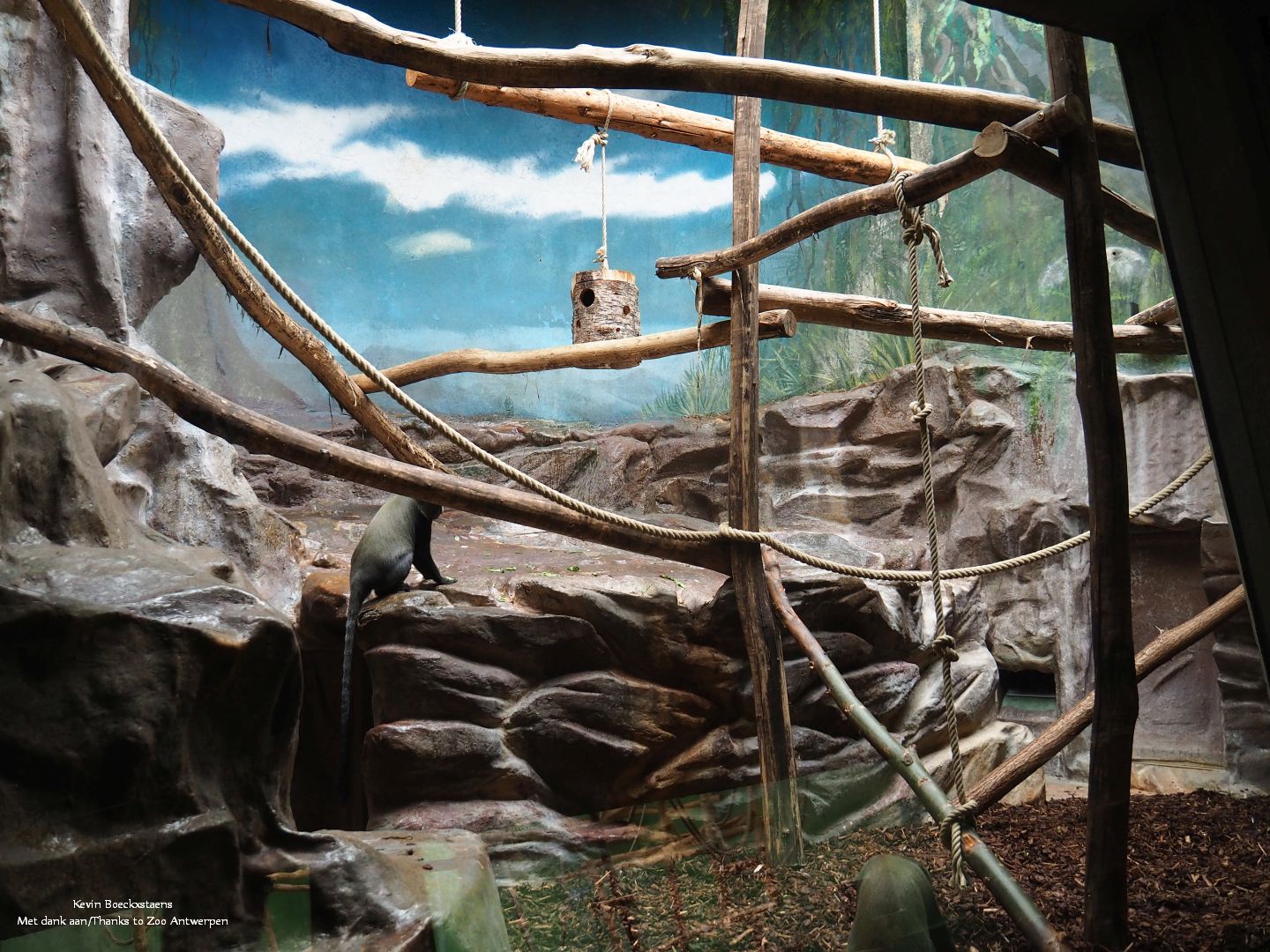 Hamlyn's monkey enclosure