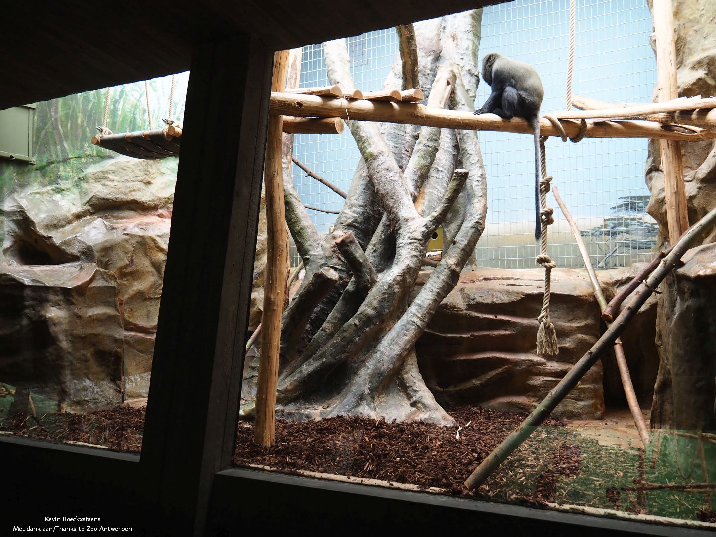 Hamlyn's monkey enclosure