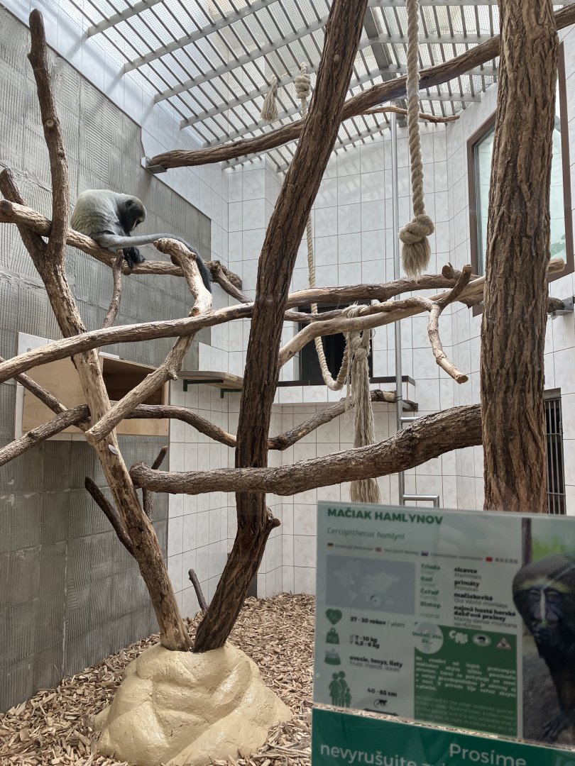 Hamlyn’s monkey indoors-09/2023