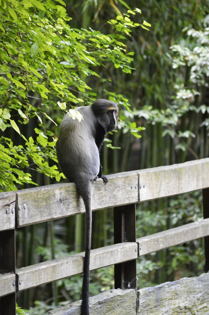 Hamlyn's monkey - Sanctuaire des okapis [2020]