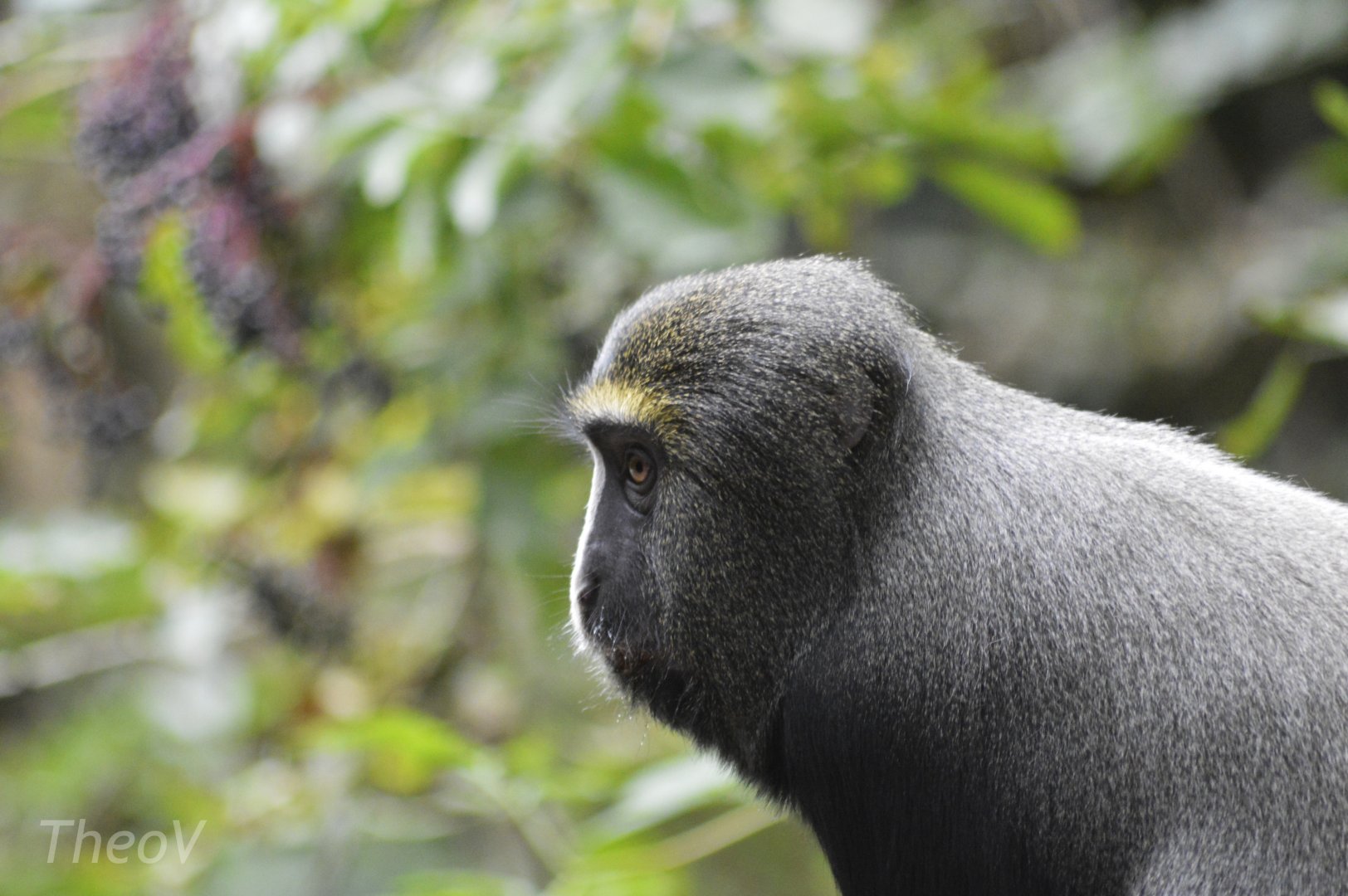 Hamlyn's monkey - Sanctuaire des okapis [2020]