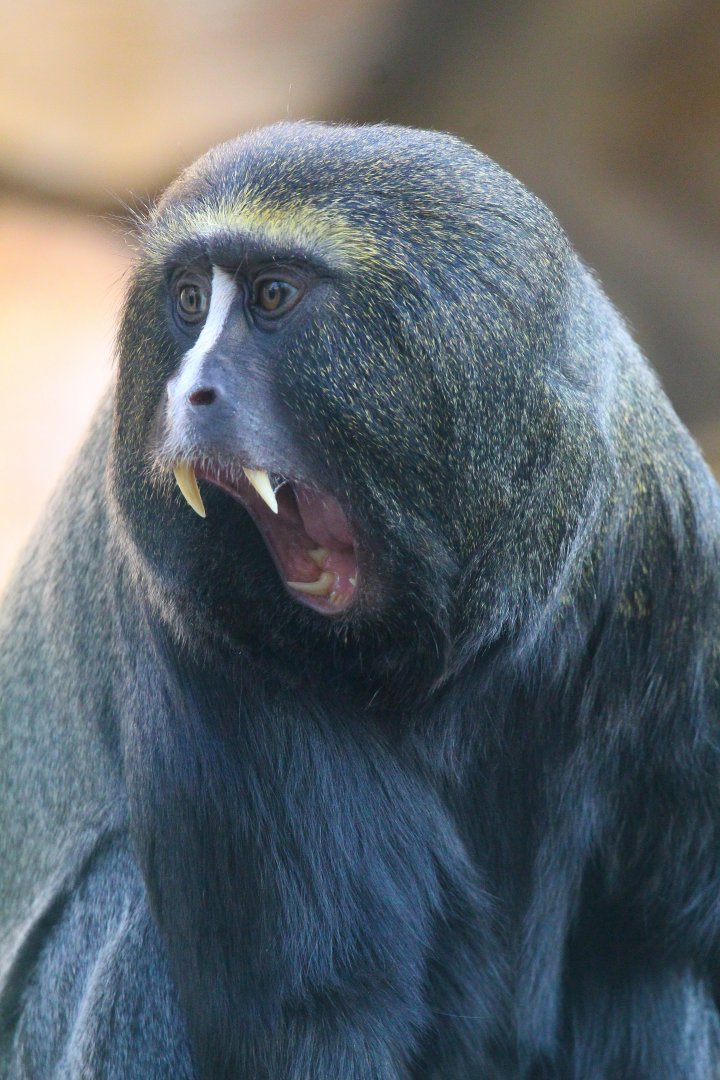 Hamlyn's Monkey- September 2024