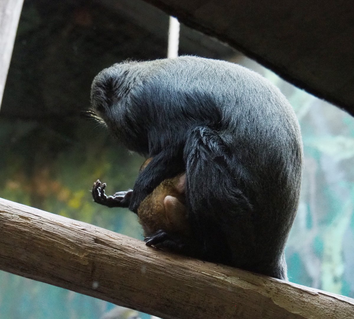 Hamlyn's monkey with baby (Cercopithecus hamlyni), 2020-09-20