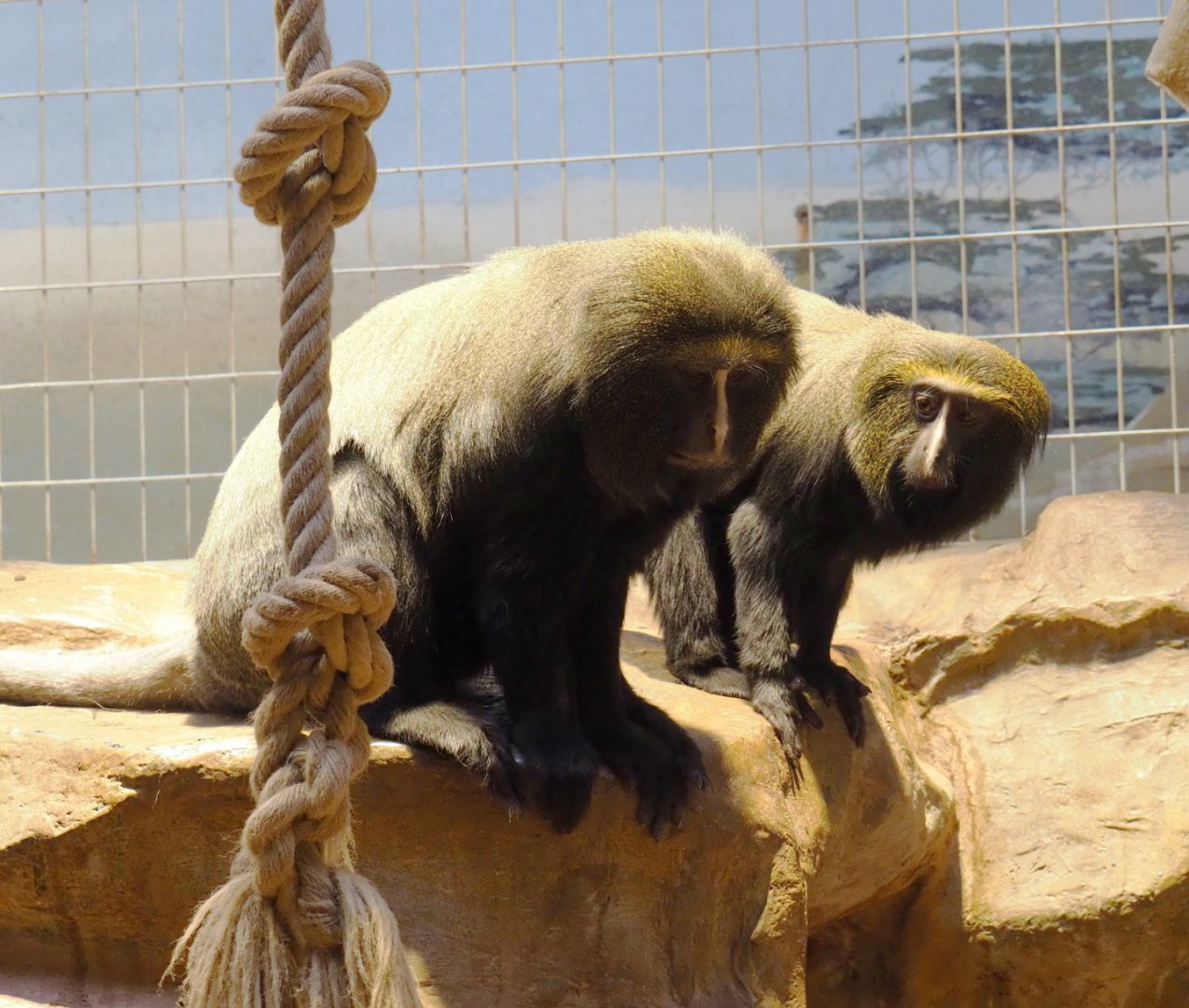 Hamlyn's monkeys (Cercopithecus hamlyni), 2021-06-12