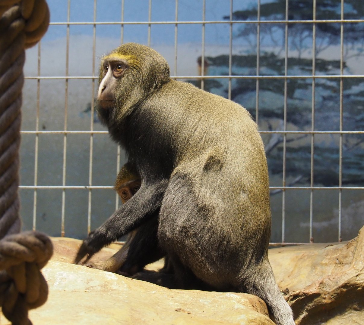 Hamlyn's monkeys (Cercopithecus hamlyni), 2021-06-12