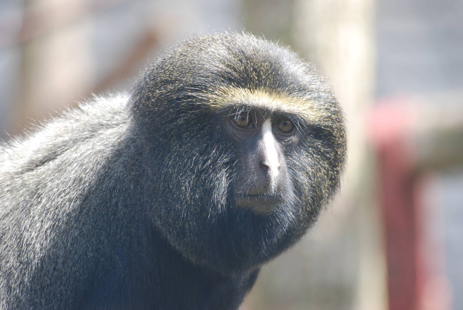 Hamlyn's (Owl-faced) Guenon at Twycross, 18/06/11