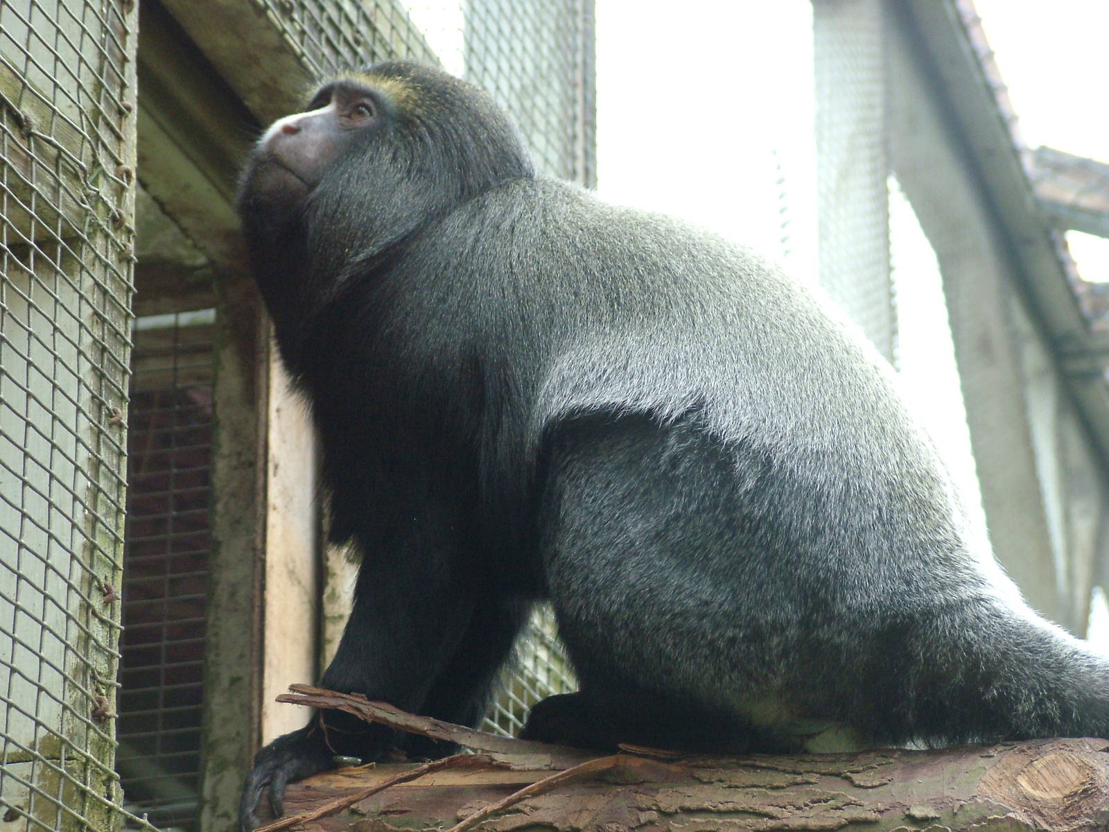 Hamlyn's/Owl-faced Guenon at Twycross 25/05/09