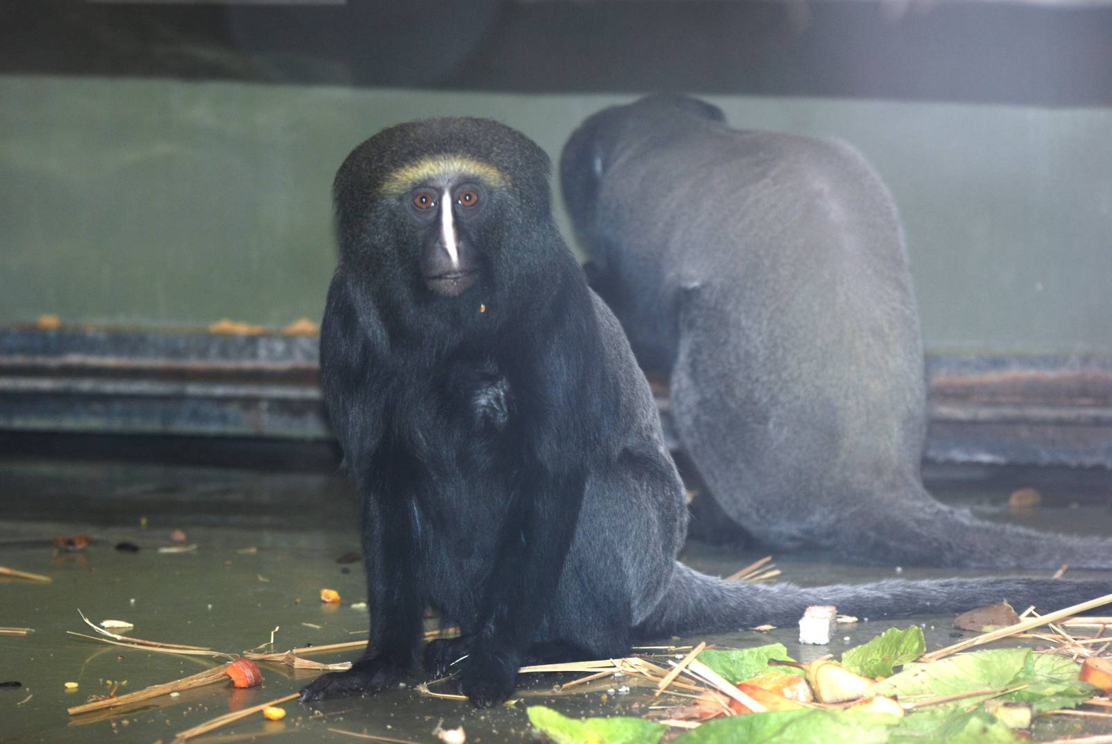 Hamlyn's (Owl-faced) Guenons at Berlin Zoo, 31/08/11