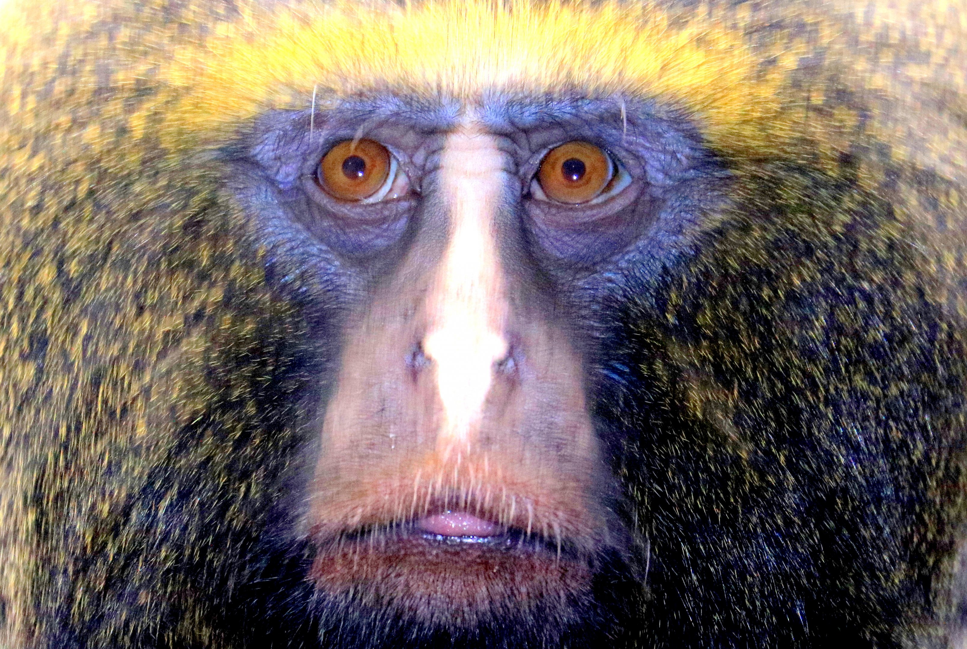 Hamlyn's owl-faced monkey; Antwerp; 8th September 2018